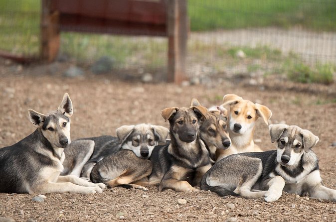 1.5-Hour Beer and Puppies Guided Experience in Fairbanks - Practical details that affect your evening