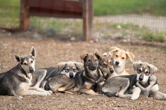 1.5-Hour Beer and Puppies Guided Experience in Fairbanks - How to make the most of the kennel visit