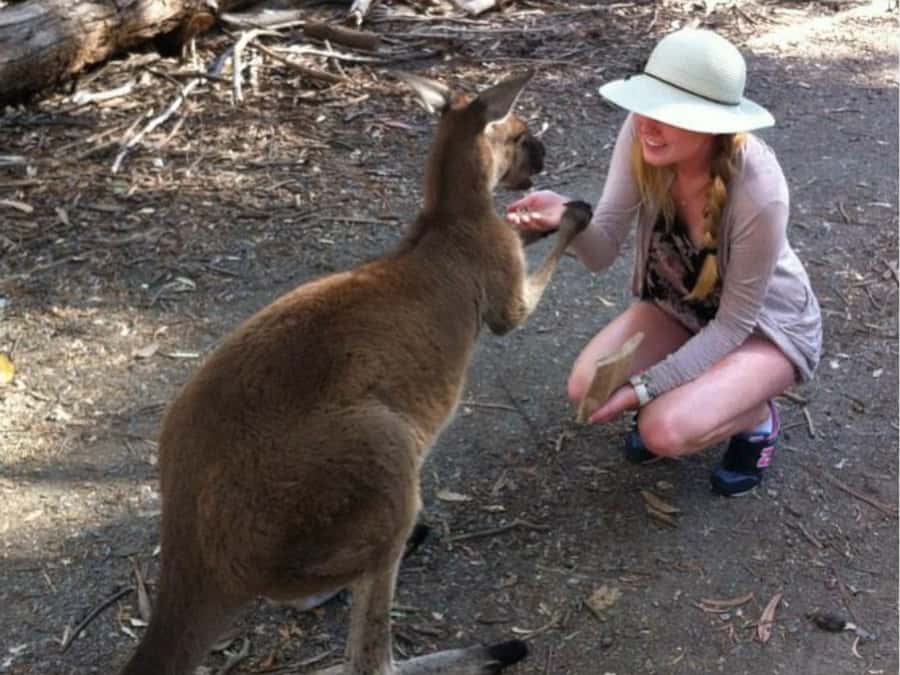 Adelaide: Barossa Day Out: Wines, Brewery, Chocolate & Lunch - Menglers Hill gives the Barossa its proper shape