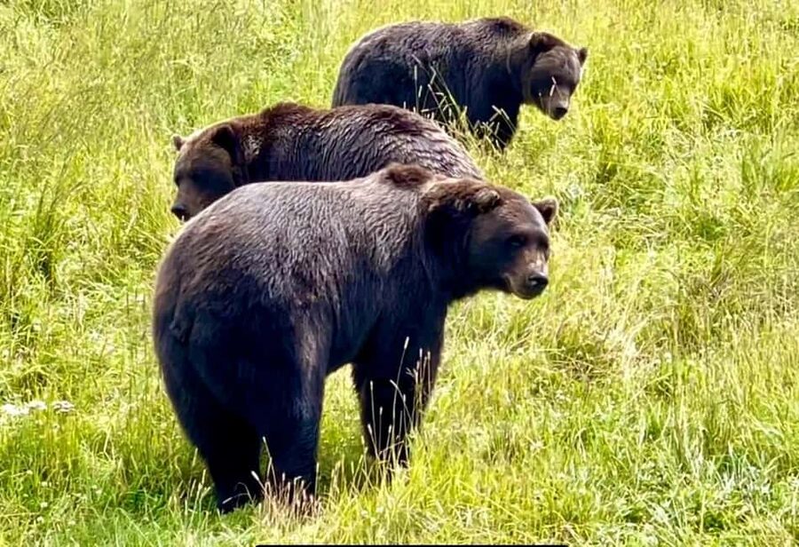 Anchorage: Bears, Beers, and Glacier Tour - Why this Anchorage tour packs in so much