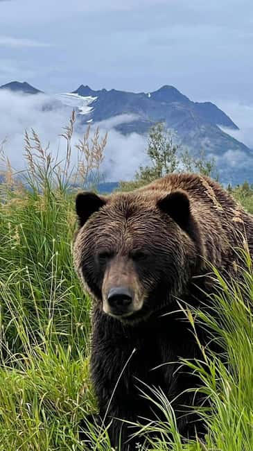 Anchorage: Bears, Beers, and Glacier Tour - Bears and rescued animals at the Alaska Wildlife Conservation Center