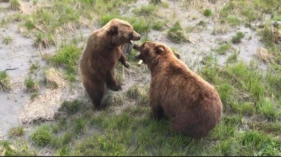 Anchorage: Bears, Beers, and Glacier Tour - Who should book this tour