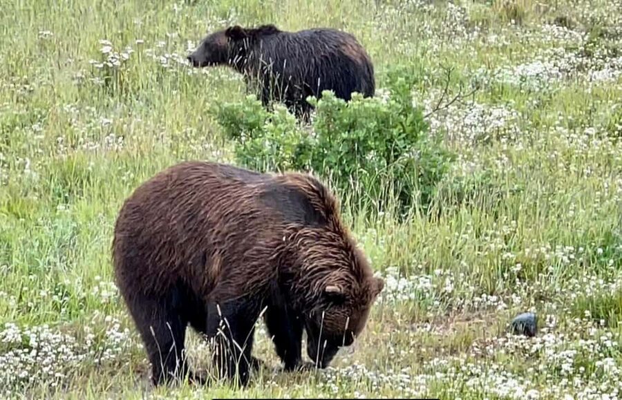 Anchorage: Bears, Beers, and Glacier Tour - Starting in Anchorage with Angie