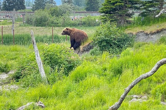 Bears & Beers Tasting Tour out of Anchorage - Key points at a glance