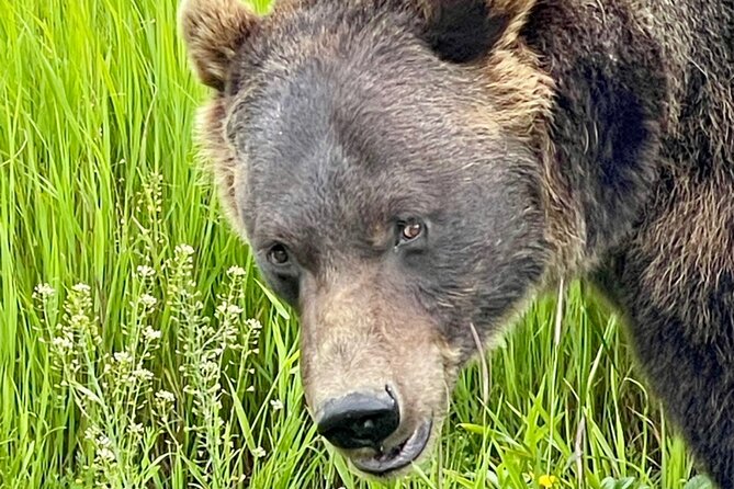 Bears & Beers Tasting Tour out of Anchorage - A wildlife and beer day from Anchorage