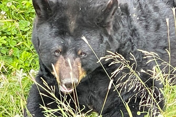 Bears & Beers Tasting Tour out of Anchorage - Who should book this outing?