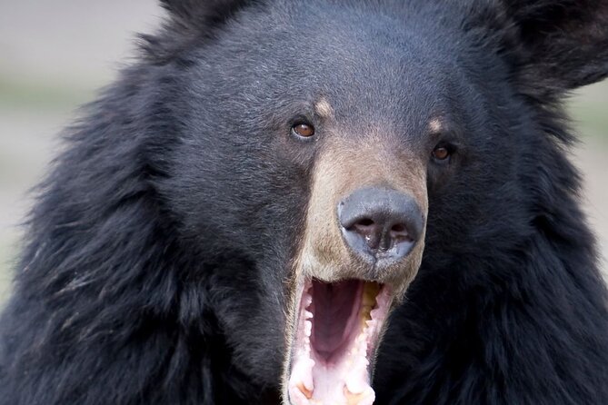Bears, Totem Poles and Local Beer Alaskan Combo Tour - Key points to know before booking