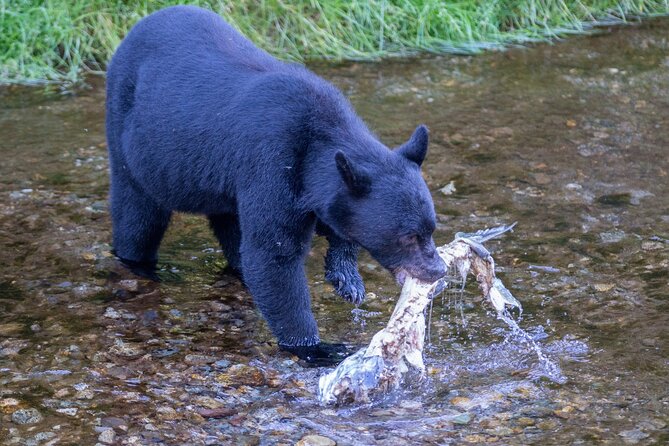 Bears, Totem Poles and Local Beer Alaskan Combo Tour - Hole In the Wall, old Alaska and a local beer