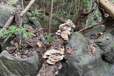 Brewers Bay Eco Hiking Tour