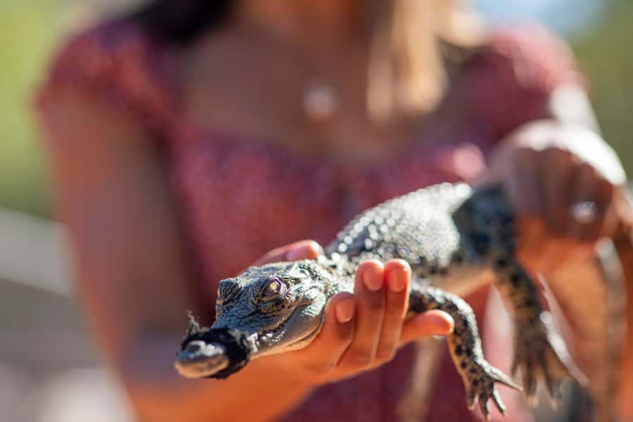 Broome: Matso's Brewery, Museum & Crocodile Park Combo Tour - Three Broome icons in four useful hours