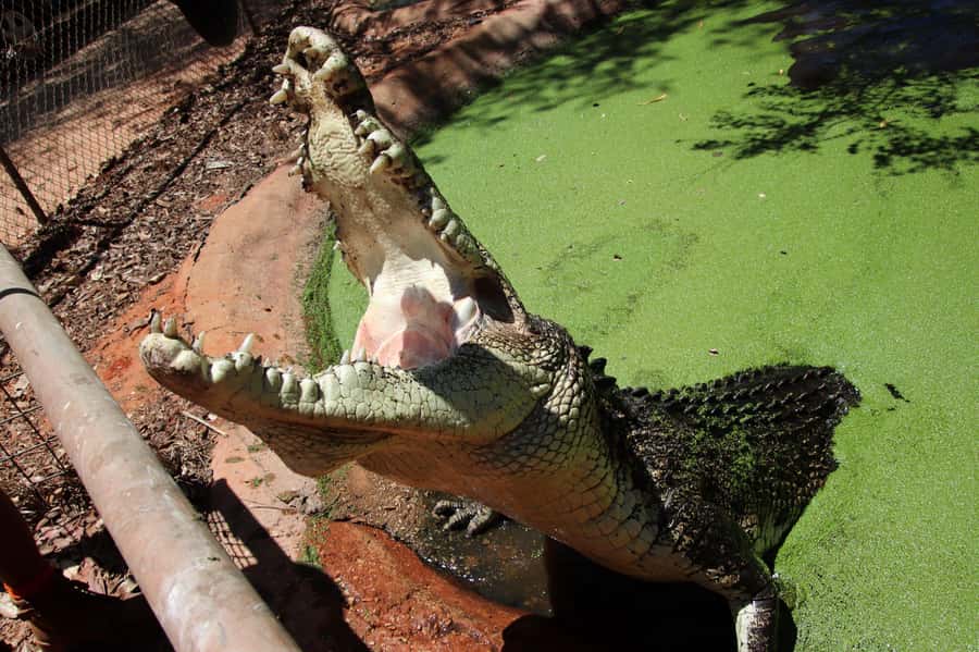Broome: Matso's Brewery, Museum & Crocodile Park Combo Tour - Practical details for a smooth afternoon
