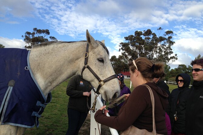 Champion Racehorse Tour with Beer and Wine Tasting - Holgate Brewhouse and time in Woodend