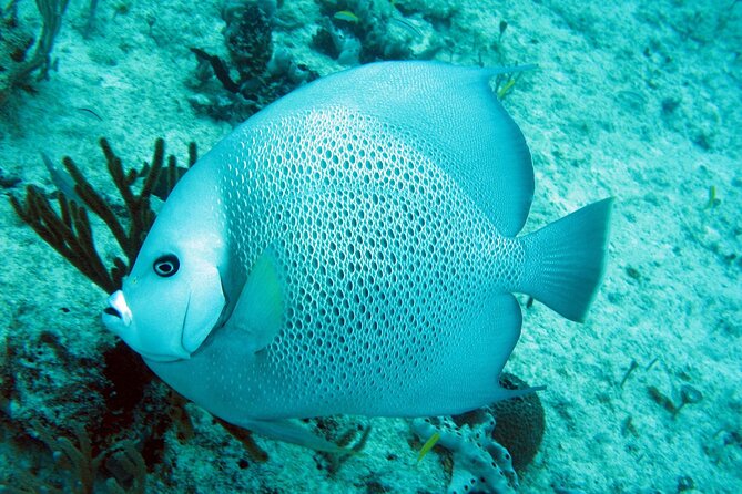 Cozumel Snorkeling Reef Experience with Ceviche and Beers - Why this private Cozumel boat trip feels different