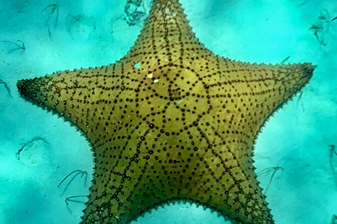 Cozumel Snorkeling Reef Experience with Ceviche and Beers - Columbia Reef: your first look below the surface