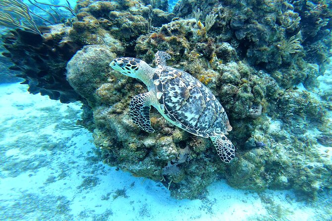 Cozumel Snorkeling Reef Experience with Ceviche and Beers - Palancar Reef brings the main snorkeling appeal