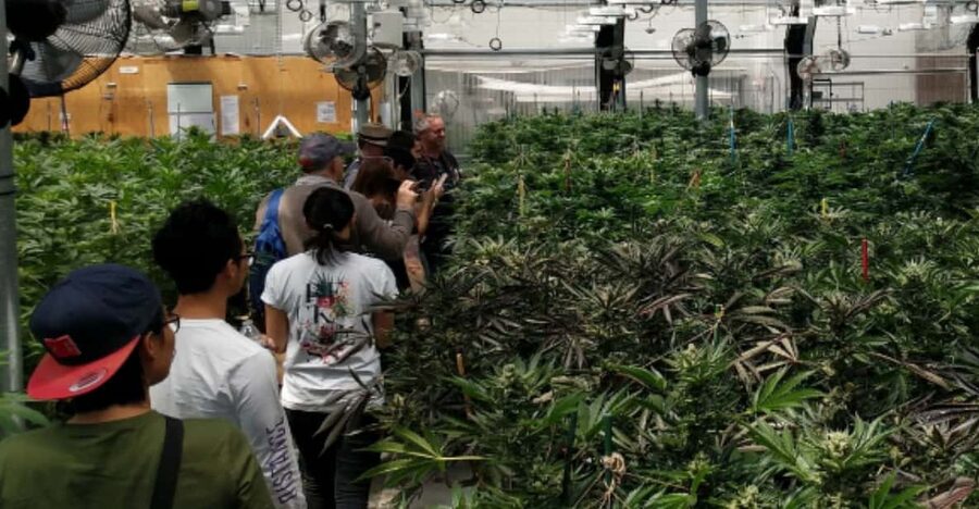 Denver: Buds & Brews Cannabis Grow Tour and Brewery Visit - A three-hour look at Denver’s cannabis and beer scene