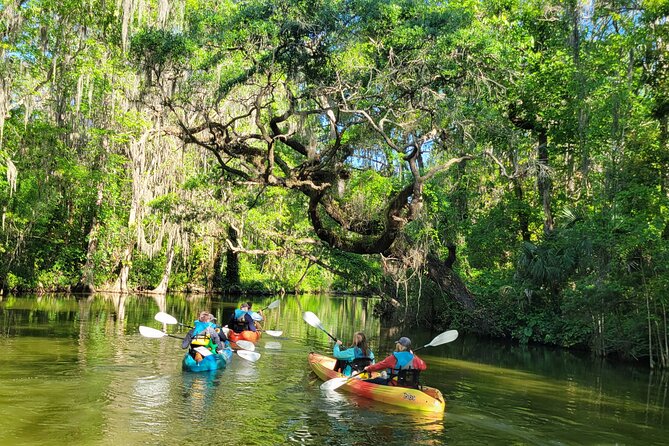 Dora Canal Wildlife Kayak Tour – Scenic Old Florida - Why the Dora Canal feels like old Florida