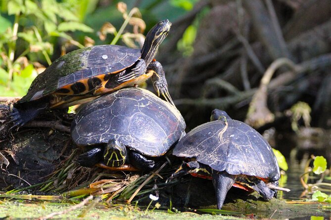 Dora Canal Wildlife Kayak Tour – Scenic Old Florida - Choosing a kayak or paddleboard