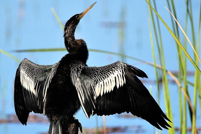 Dora Canal Wildlife Kayak Tour – Scenic Old Florida - Who will enjoy this paddle most