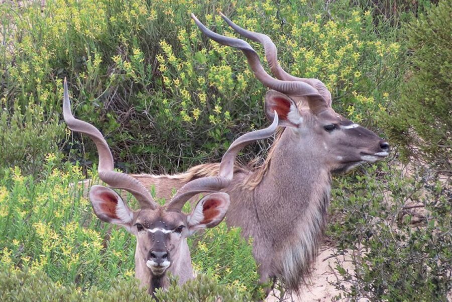 From Cape Town: Wildlife Safari, Olive, Beer & Wine Tasting - A West Coast day built around variety