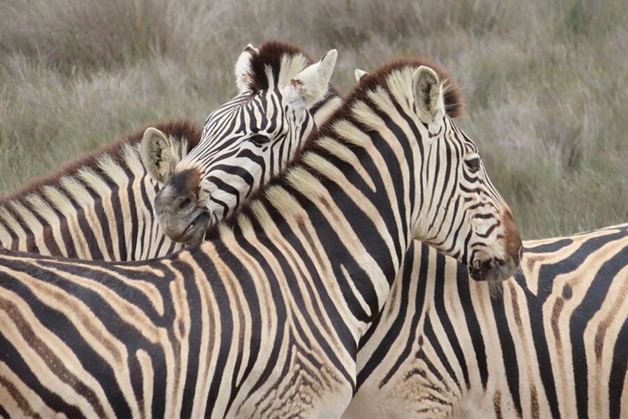 From Cape Town: Wildlife Safari, Olive, Beer & Wine Tasting - Buffelsfontein and the open-top game drive