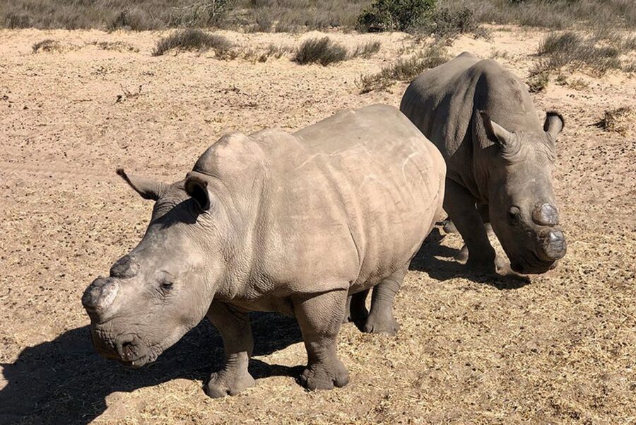 From Cape Town: Wildlife Safari, Olive, Beer & Wine Tasting - Darling Brew and lunch on your own budget