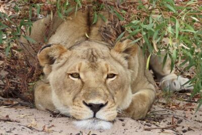 From Cape Town: Wildlife Safari, Olive, Beer & Wine Tasting