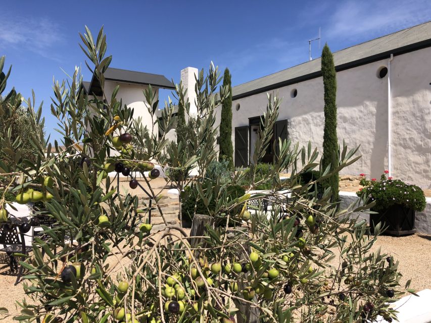 From Cape Town: Wildlife Safari, Olive, Beer & Wine Tasting - Transport, group size, and the long-day question