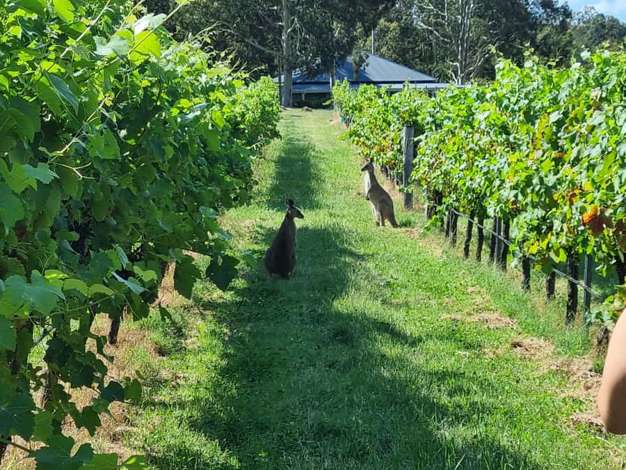 From Sydney: Hunter Valley Beer & Wine Group Tour - The long road from central Sydney to the valley