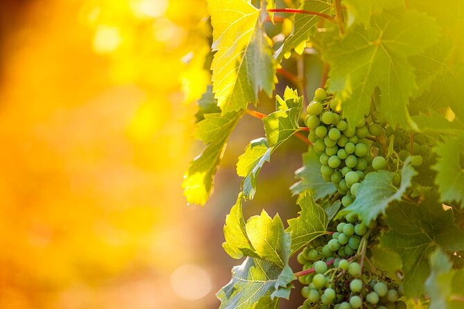 Full-Day Wine, Whiskey & Beer Tour w/ Lunch Pairing - What the guide adds to the day