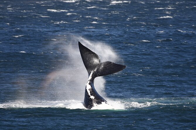 Hermanus Land based Whale Tour with Dave de Beer - Key points to know before booking