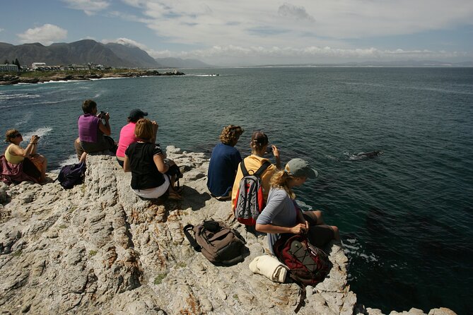 Hermanus Land based Whale Tour with Dave de Beer - Starting at the Whale House Museum