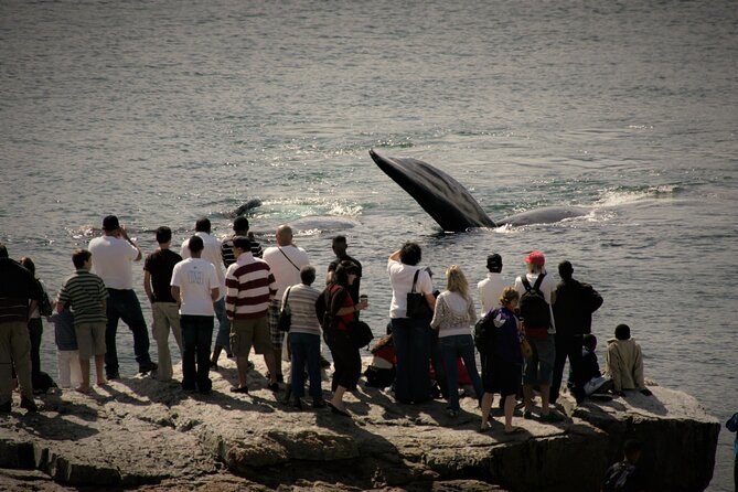 Hermanus Land based Whale Tour with Dave de Beer - What Dave de Beer adds to the experience