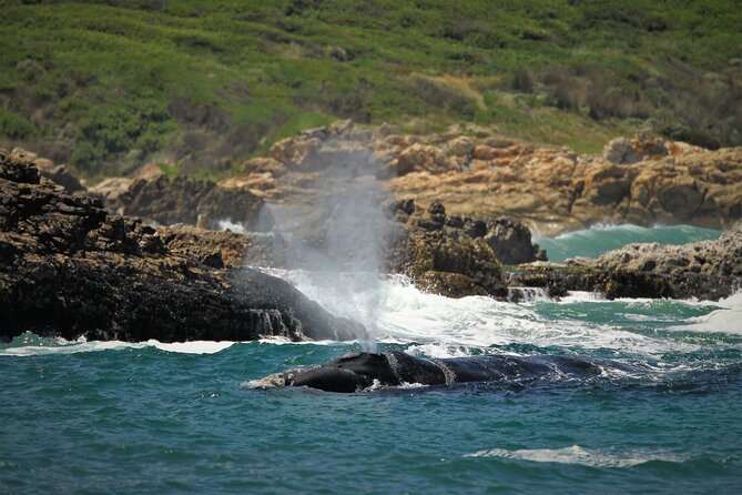 Hermanus Land based Whale Tour with Dave de Beer - The no-boat choice, and who will appreciate it most
