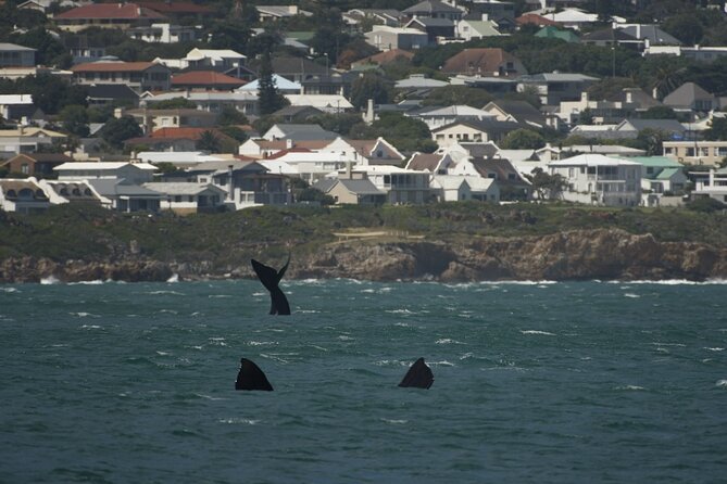 Hermanus Land based Whale Tour with Dave de Beer - The best reasons to book, and the best reasons to skip it