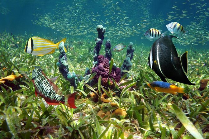 Key West 2 Reef Snorkel Tour & Sunset Cruise with Beer & Wine - Two reefs, one sunset, and a useful change of pace
