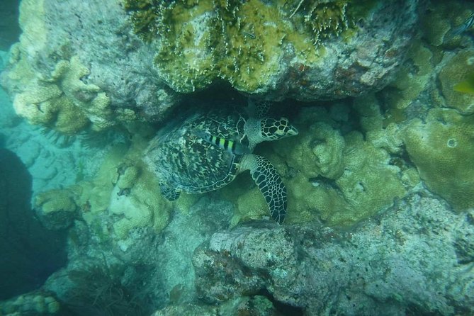 Key West 2 Reef Snorkel Tour & Sunset Cruise with Beer & Wine - Booking details worth knowing before you pay