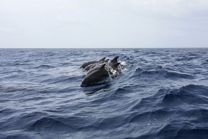 Key West: Dolphin Watching cruise & Snorkeling unlimited beer & soda - Dolphins first, with no tricks or guarantees