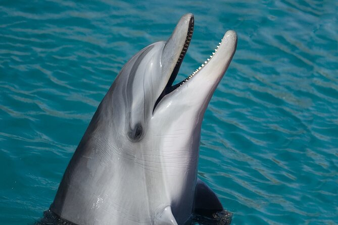 Key West: Dolphin Watching cruise & Snorkeling unlimited beer & soda - Value at $89.99