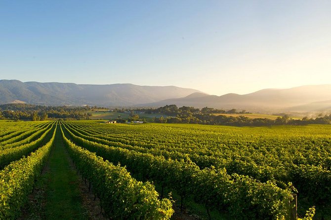 Laid back, Yarra Valley Wine Tour: Wine, Cider, Gin, Beer + Choc - From Spring Street to the Yarra Valley