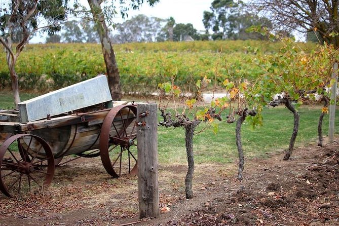 Maggie Beer Farm - Barossa Valley Regional Tour - Mengler’s Hill brings a quick look over the valley