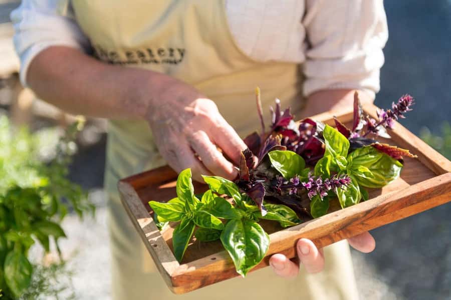Maggie Beer's Farm Hands-on Cooking School and Lunch - Key points at a glance
