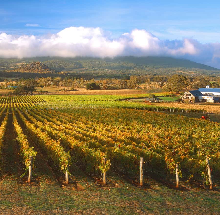 Melbourne: Full-Day Horses, Wine, and Beer Tour - Key points before you book