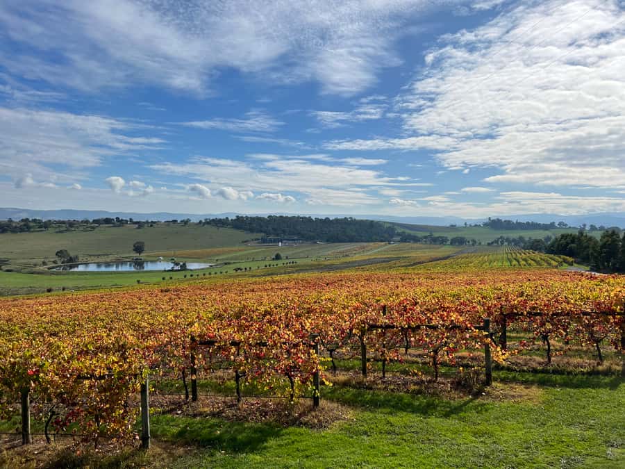 Melbourne: Yarra Valley Wine Tour + Lunch & Gin/Beer Option - Payten & Jones keeps the final winery relaxed