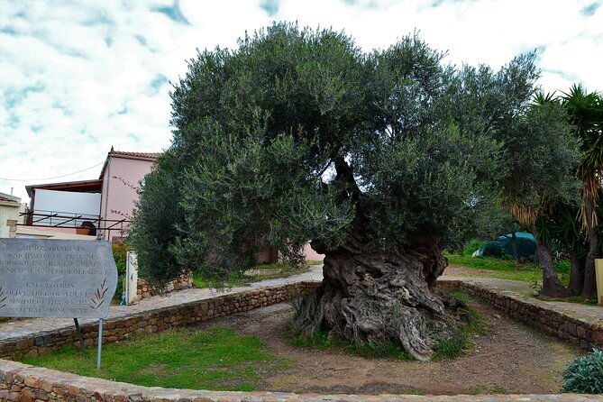 Monastery - Ancient Olive tree & Museum-Cretan Brewery Private Tour from Chania - Key points to know before you book