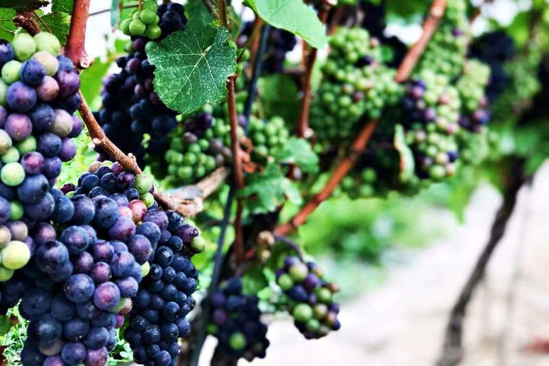 Niagara-on-the-Lake: Half-Day Wine, Beer & Charcuterie Tour - Should you book this tour?