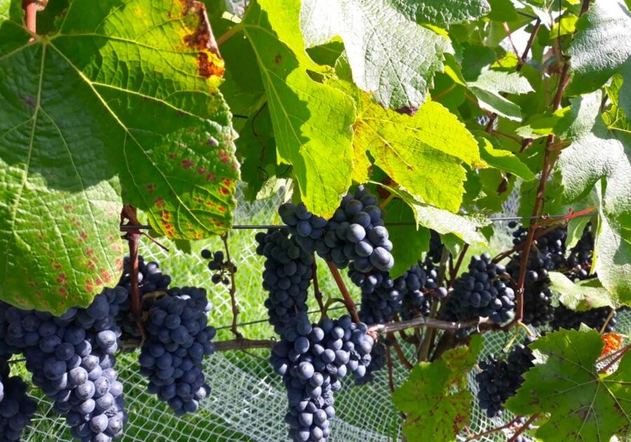 Paihia or Kerikeri: Wine, Spirit, & Craft Beer Tour - FAQ