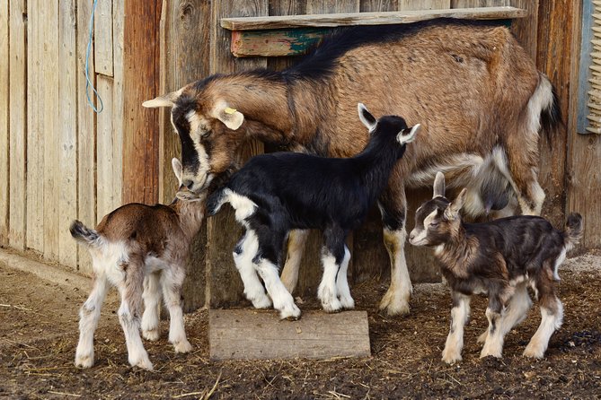 Pilsner brewery private day trip with family farm cheese tasting - A family eco-farm and homemade goat cheese