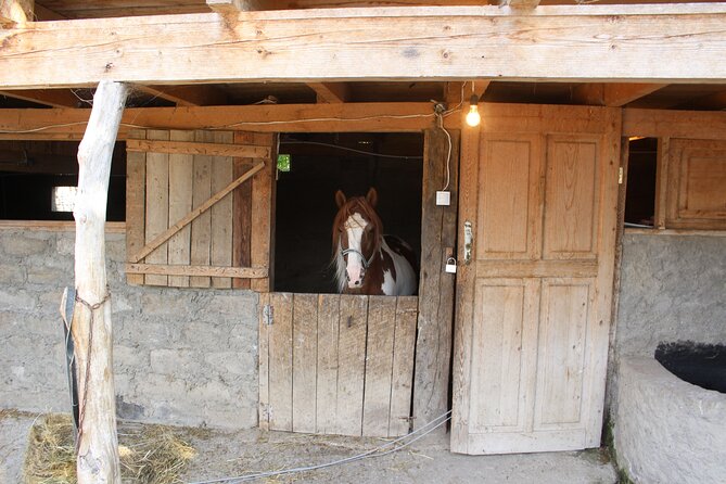 Private day horse riding trip to Sighnaghi with lunch and wine/beer. - Who will enjoy this day most?