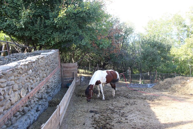 Private day horse riding trip to Sighnaghi with lunch and wine/beer. - Three hours at Living Roots Horse Ranch